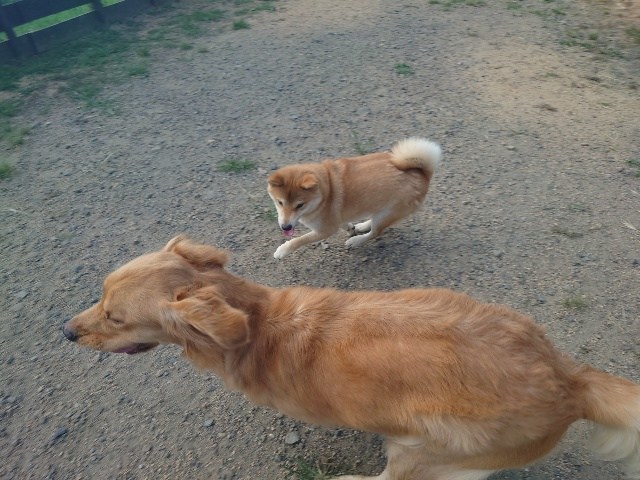 京都のドッグラン