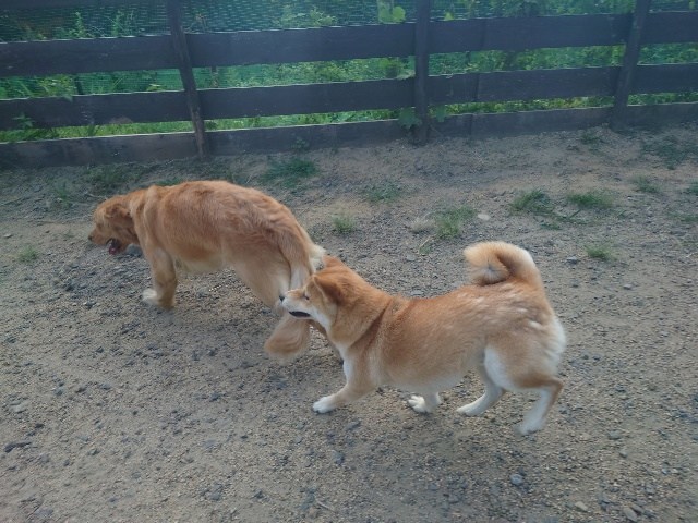大阪の老犬ホーム