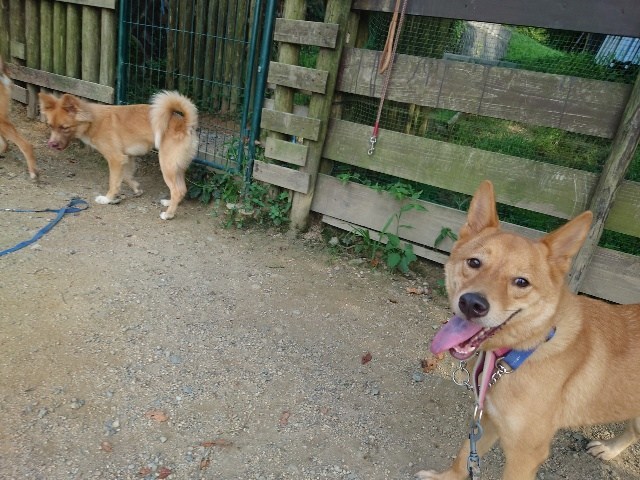 大阪の老犬ホーム
