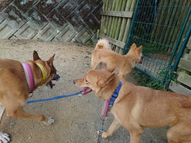 京都の老犬ホーム