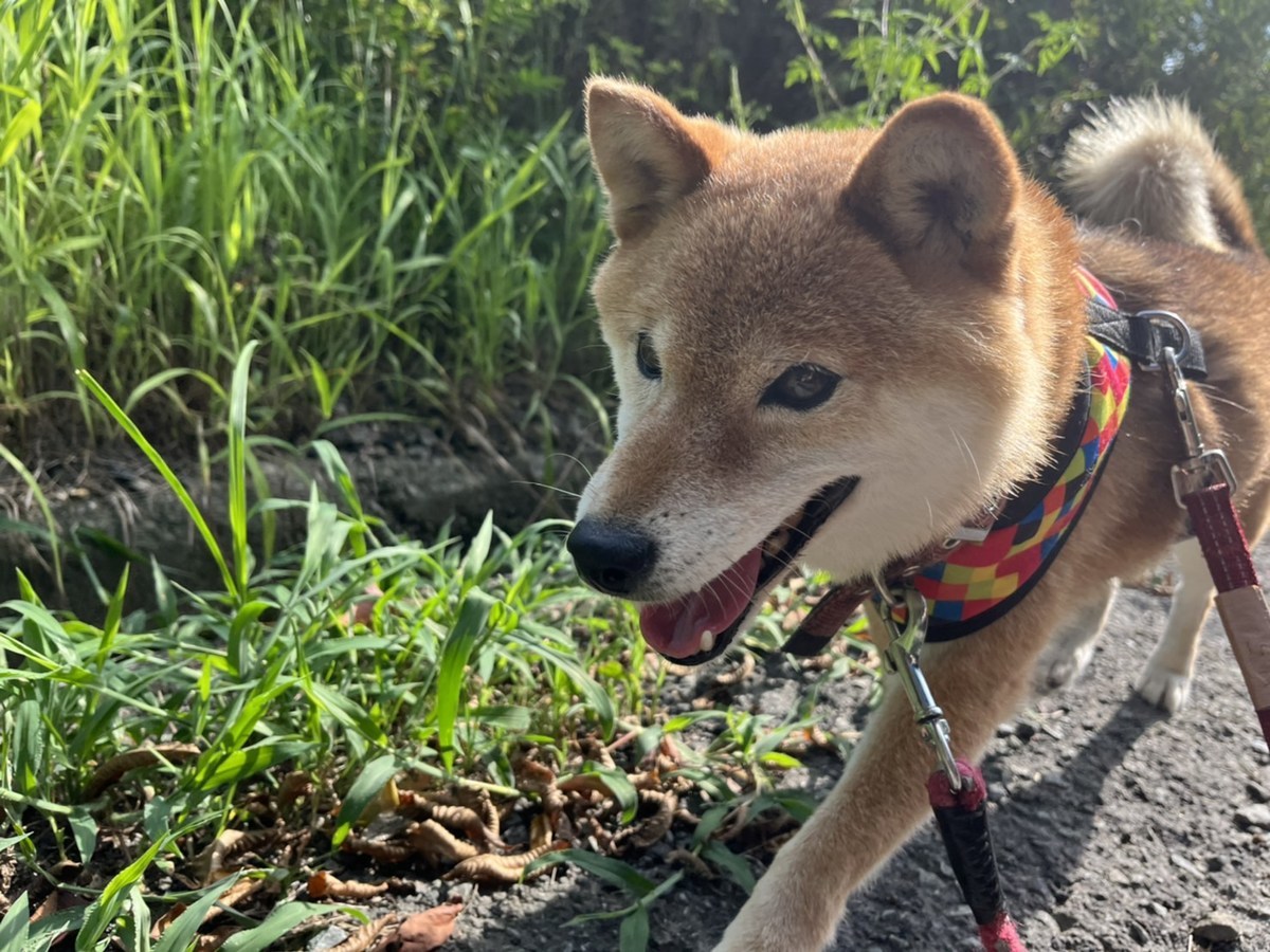 老犬ホーム大阪