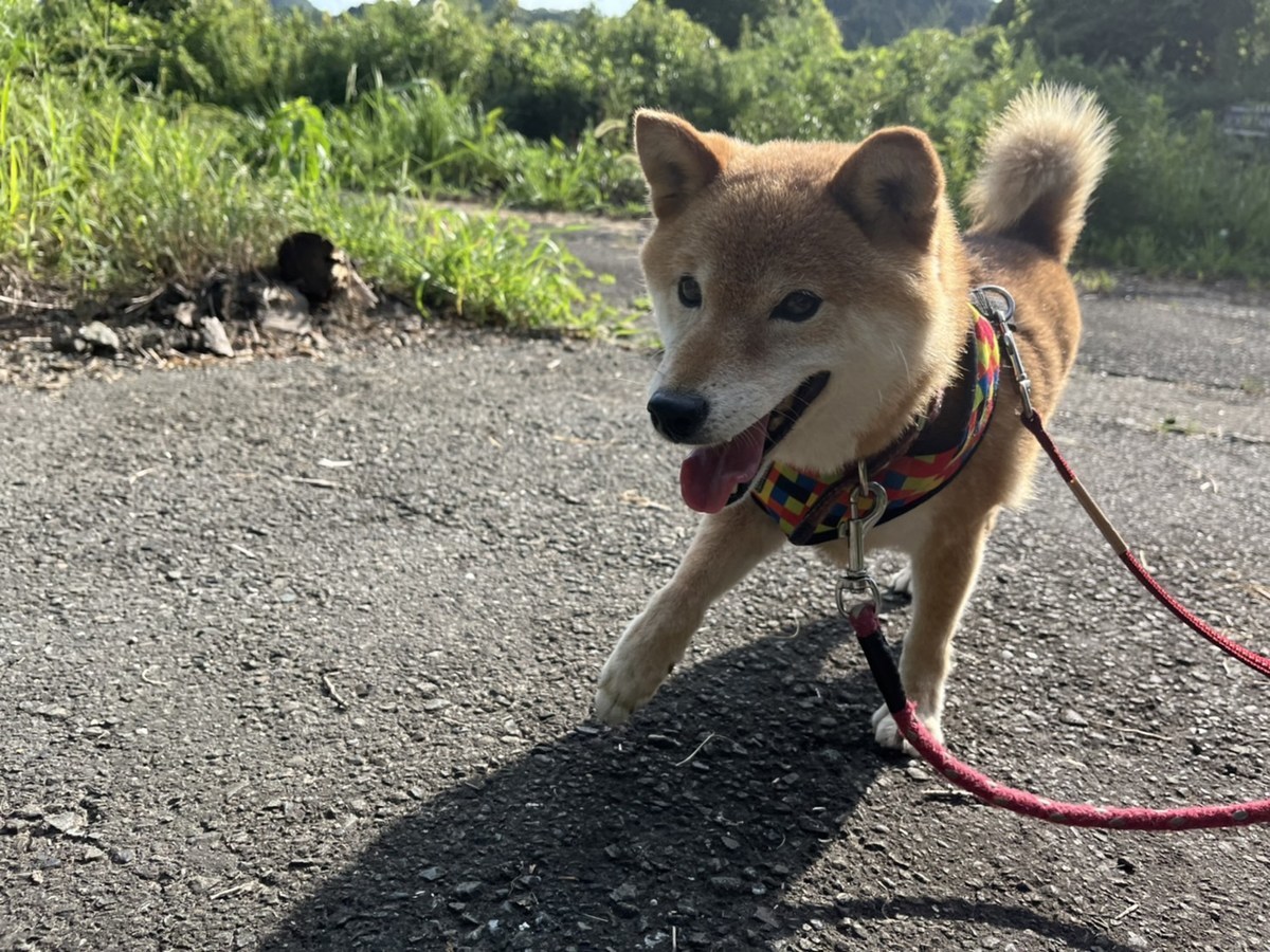 京都の老犬ホーム