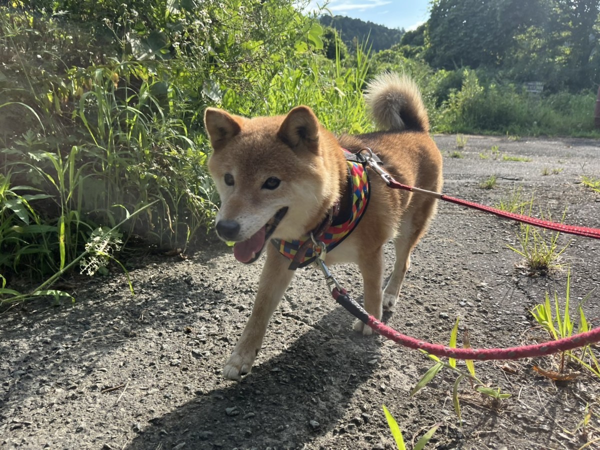 ドッグラン京都