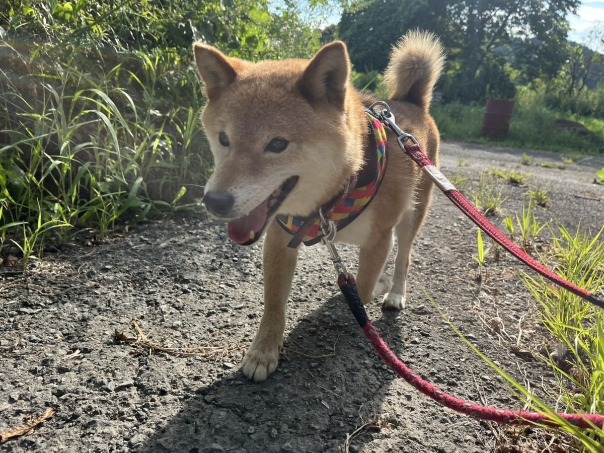 老犬ホーム大阪