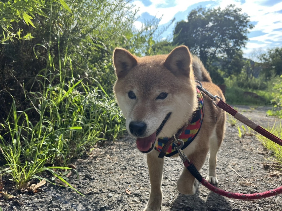老犬