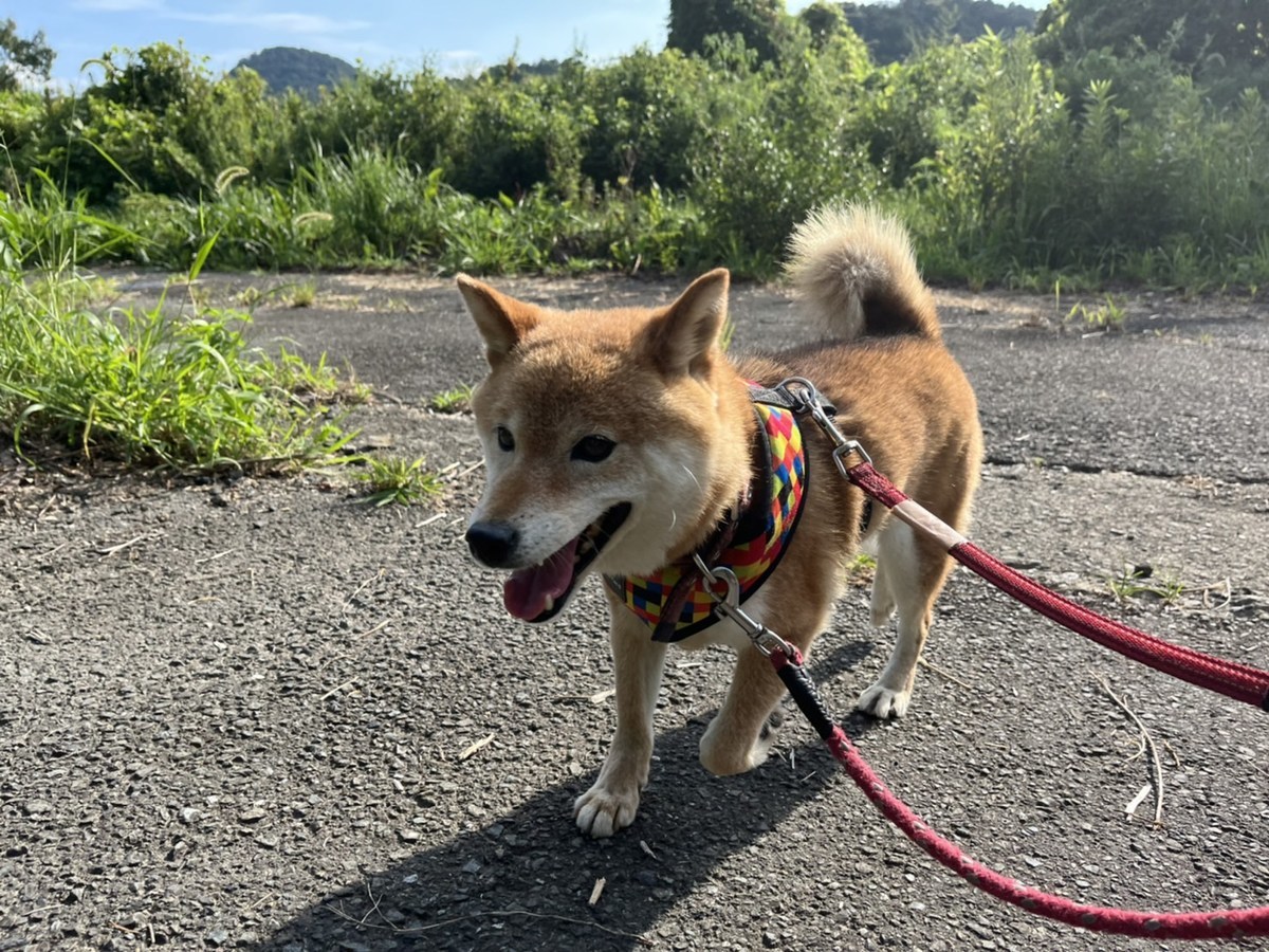 老犬ホーム安い