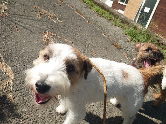大阪の老犬ホーム
