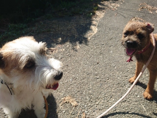 京都の老犬ホーム