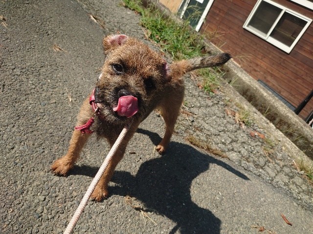 大阪の老犬ホーム