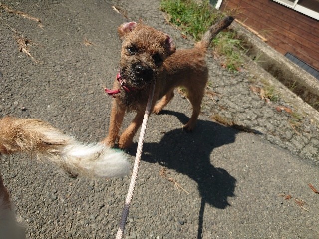 老犬ホーム大阪