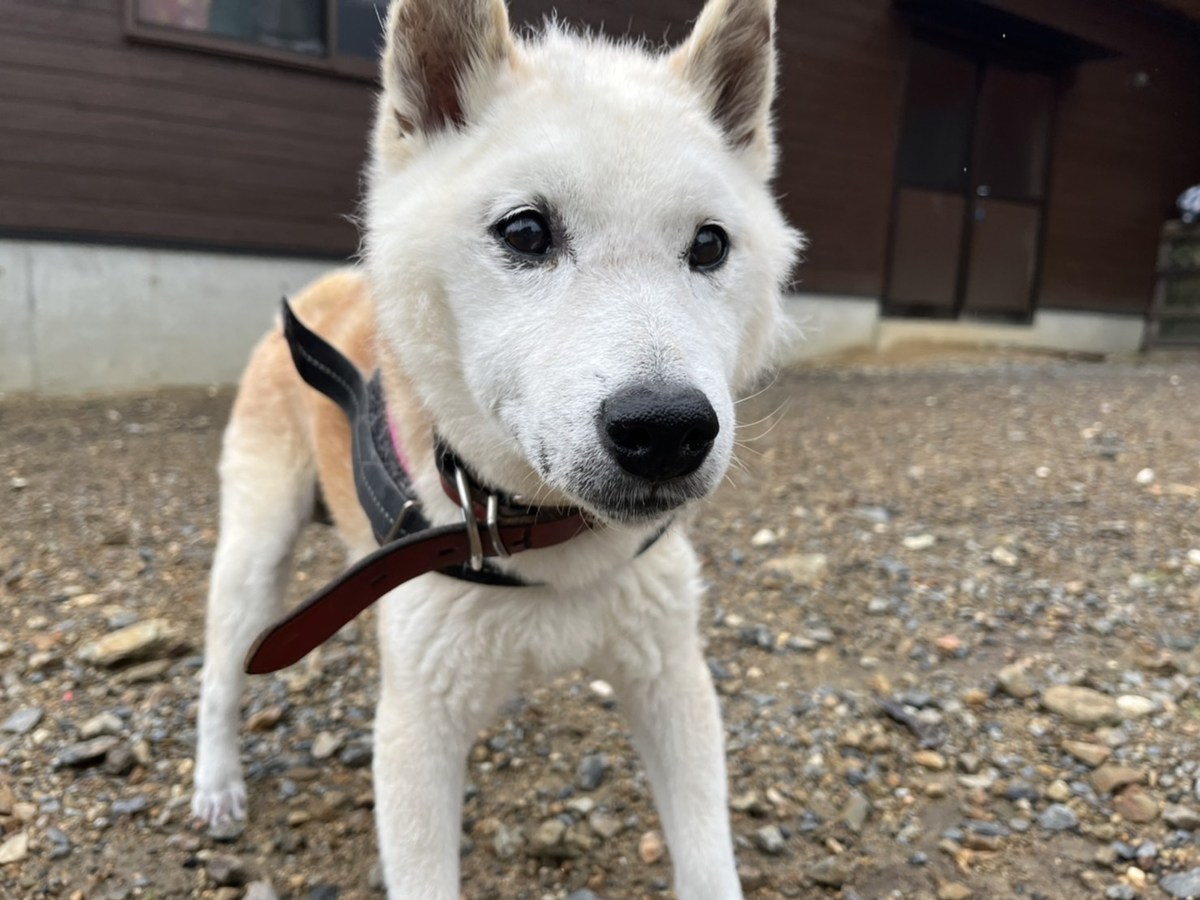 京都の老犬ホーム