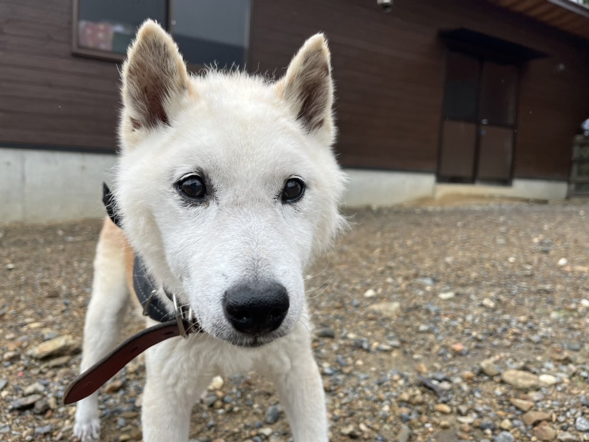 大阪の老犬ホーム