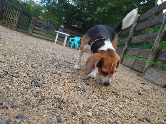 ドッグホテル京都