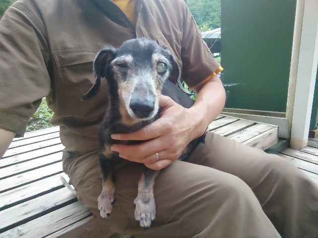 ドッグホテル京都