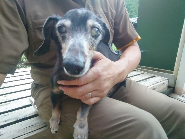 京都のドッグラン