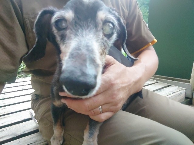 ドッグラン京都