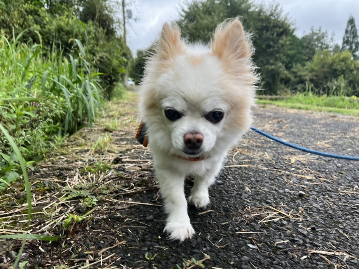 ドッグホテル京都