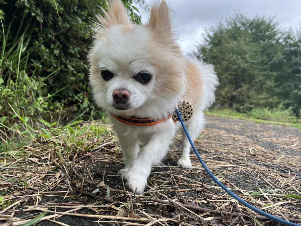 京都の老犬ホーム