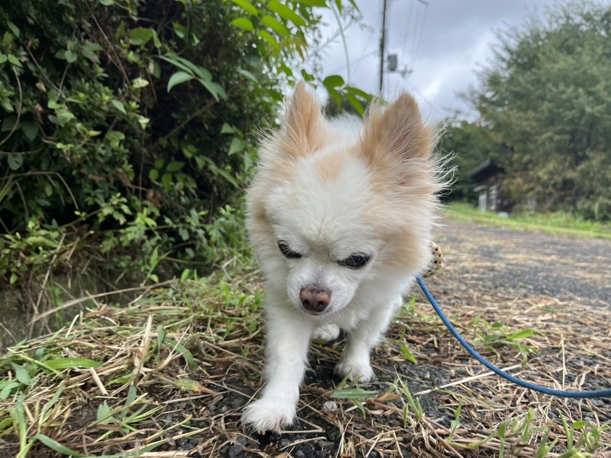 老犬ホーム大阪