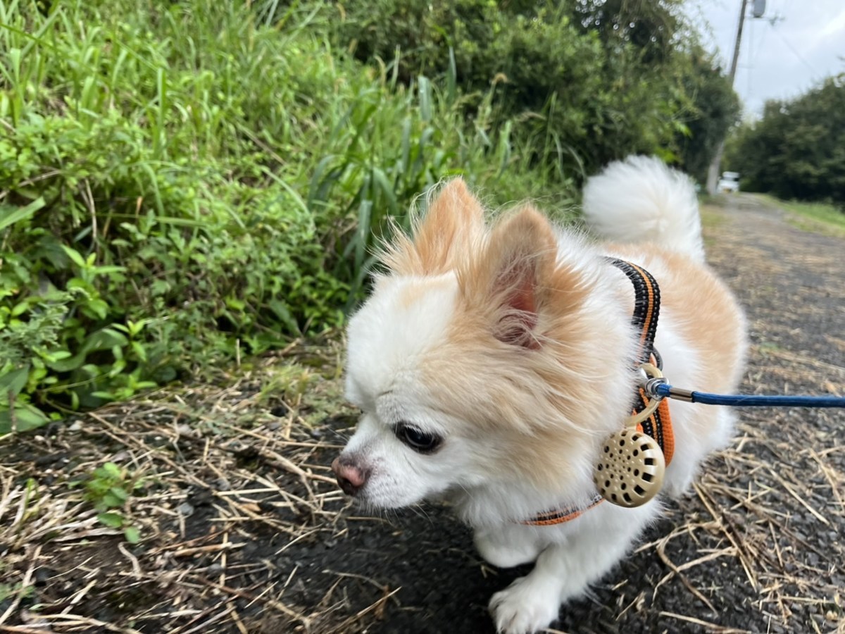 京都のドッグラン