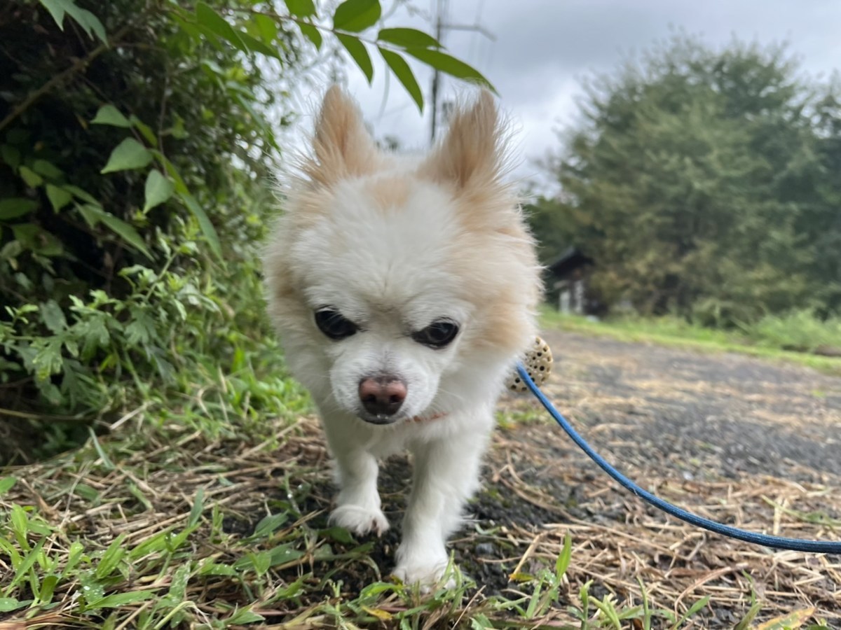 大阪の老犬ホーム