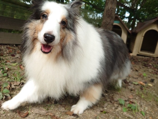 京都の老犬ホーム