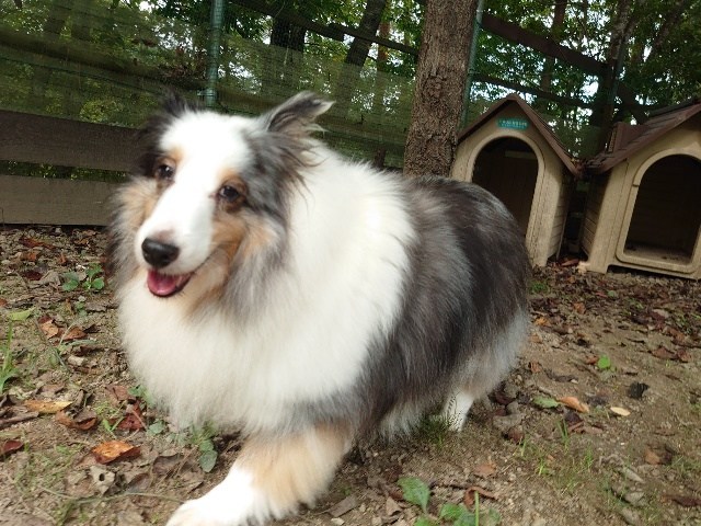 京都の老犬ホーム