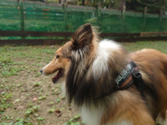 大阪の老犬ホーム
