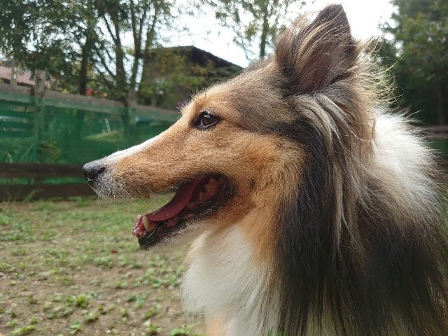 京都のドッグラン