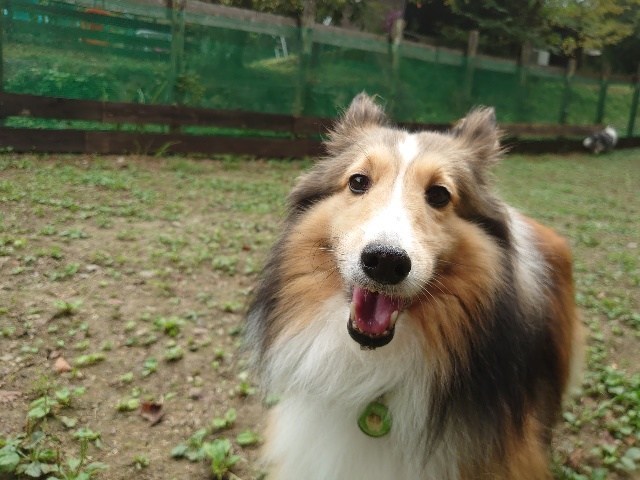 老犬ホーム大阪