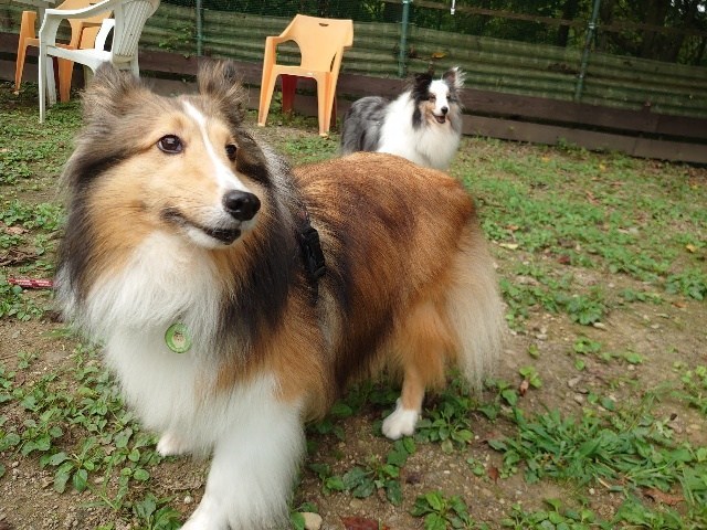 大阪の老犬ホーム