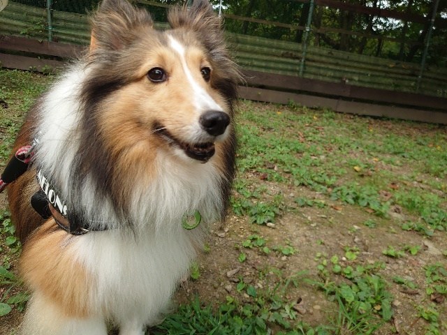 京都の老犬ホーム
