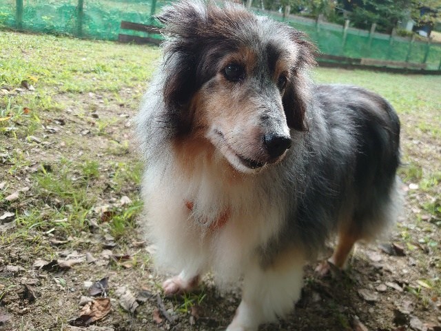 大阪の老犬ホーム
