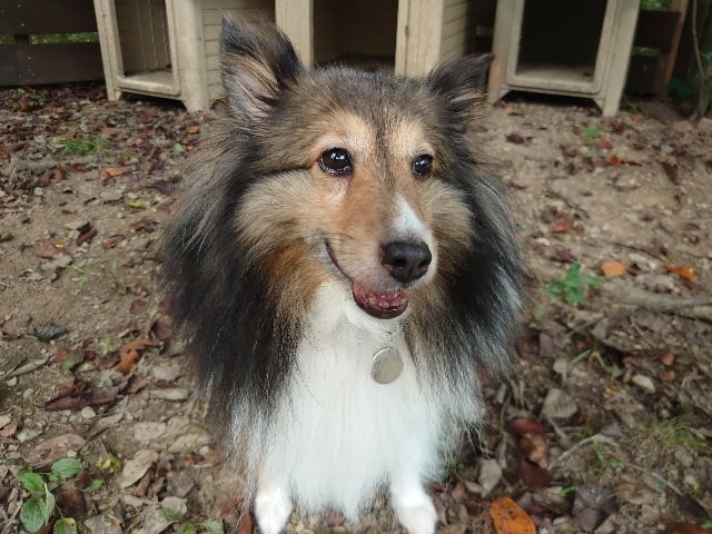 大阪の老犬ホーム