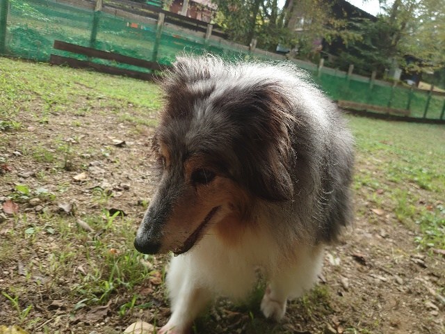 ドッグホテル京都