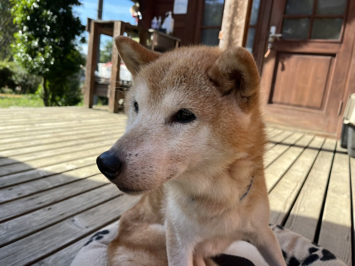 大阪の老犬ホーム