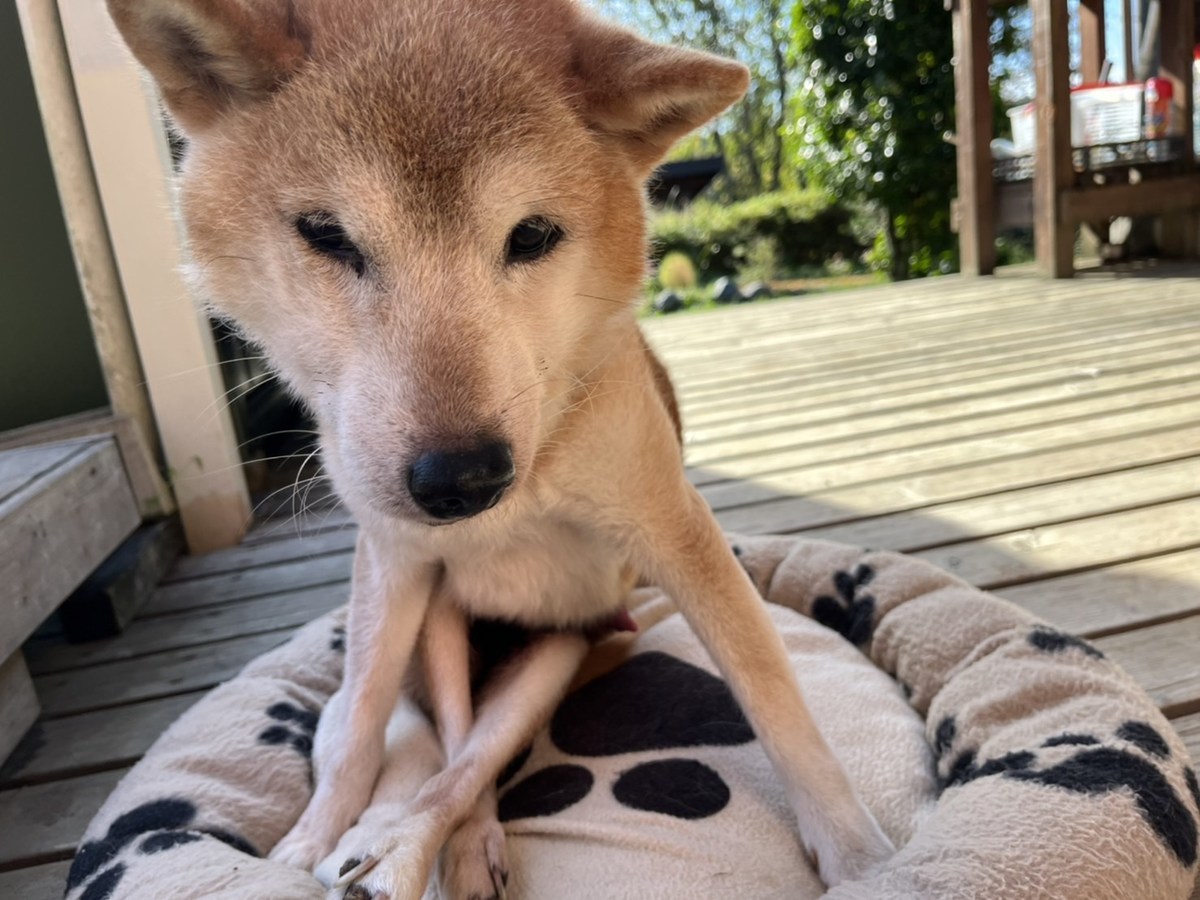 大阪の老犬ホーム