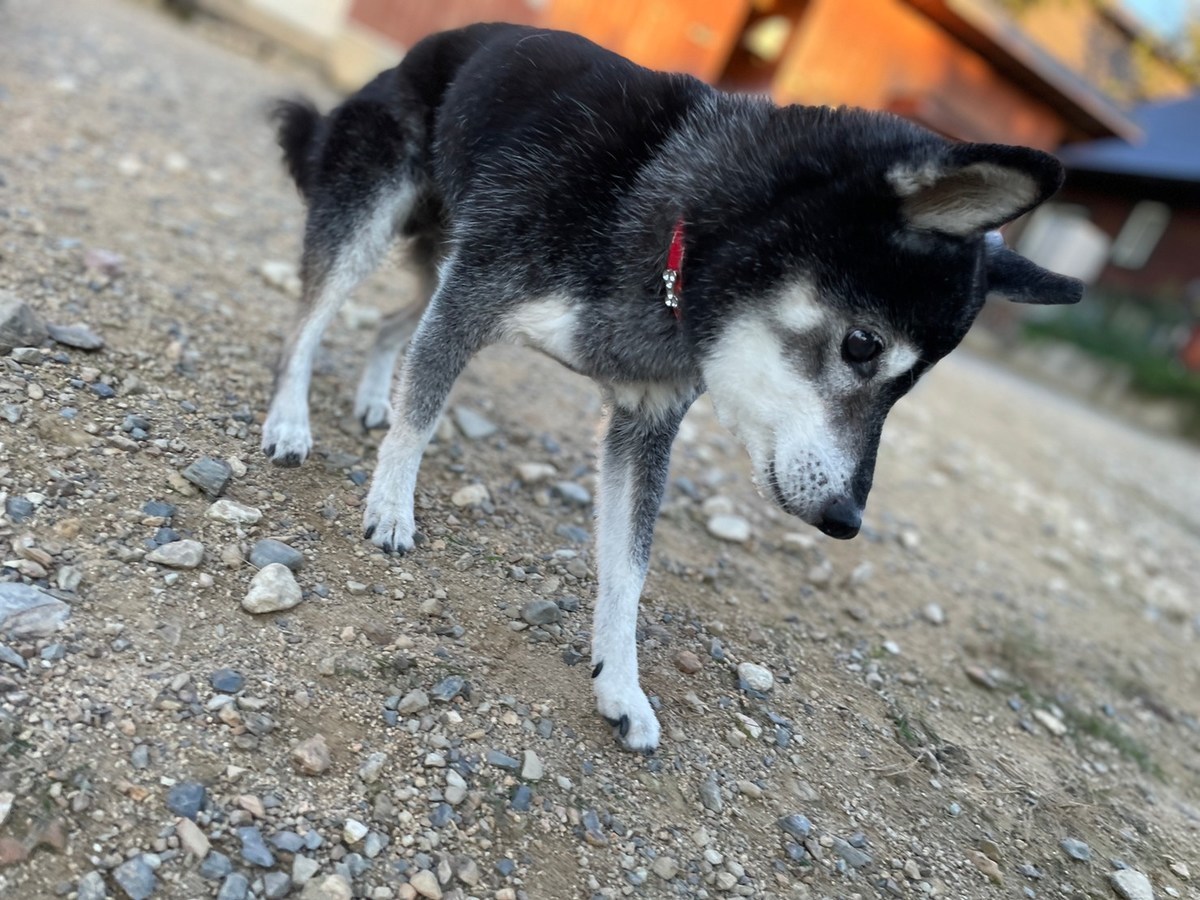 京都の老犬ホーム
