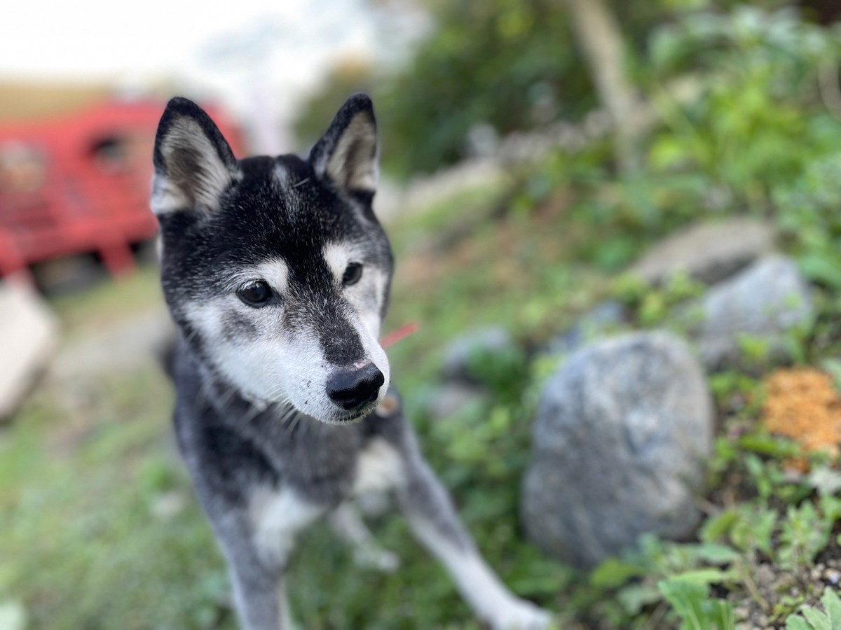 京都の老犬ホーム