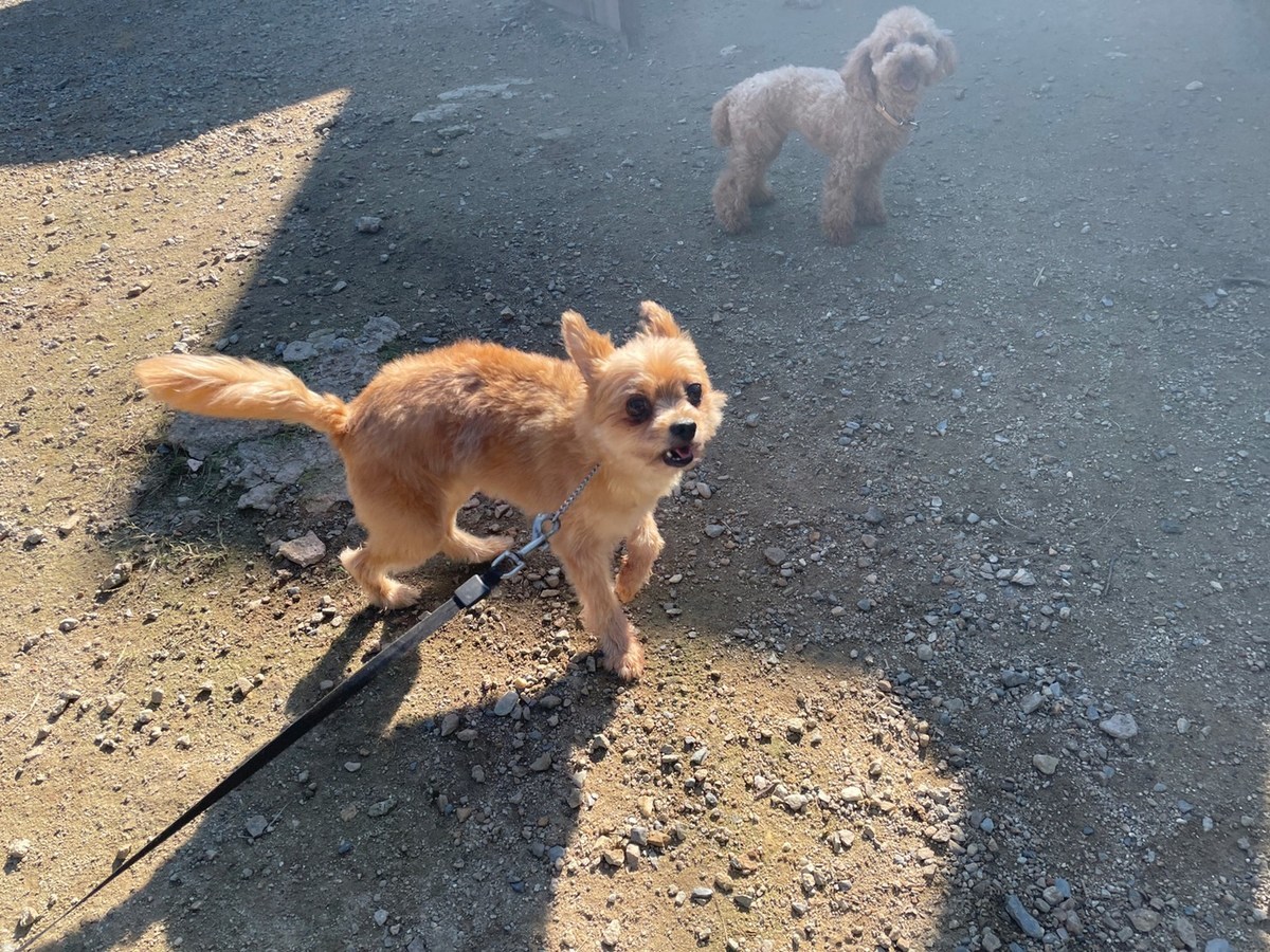 ドッグホテル京都