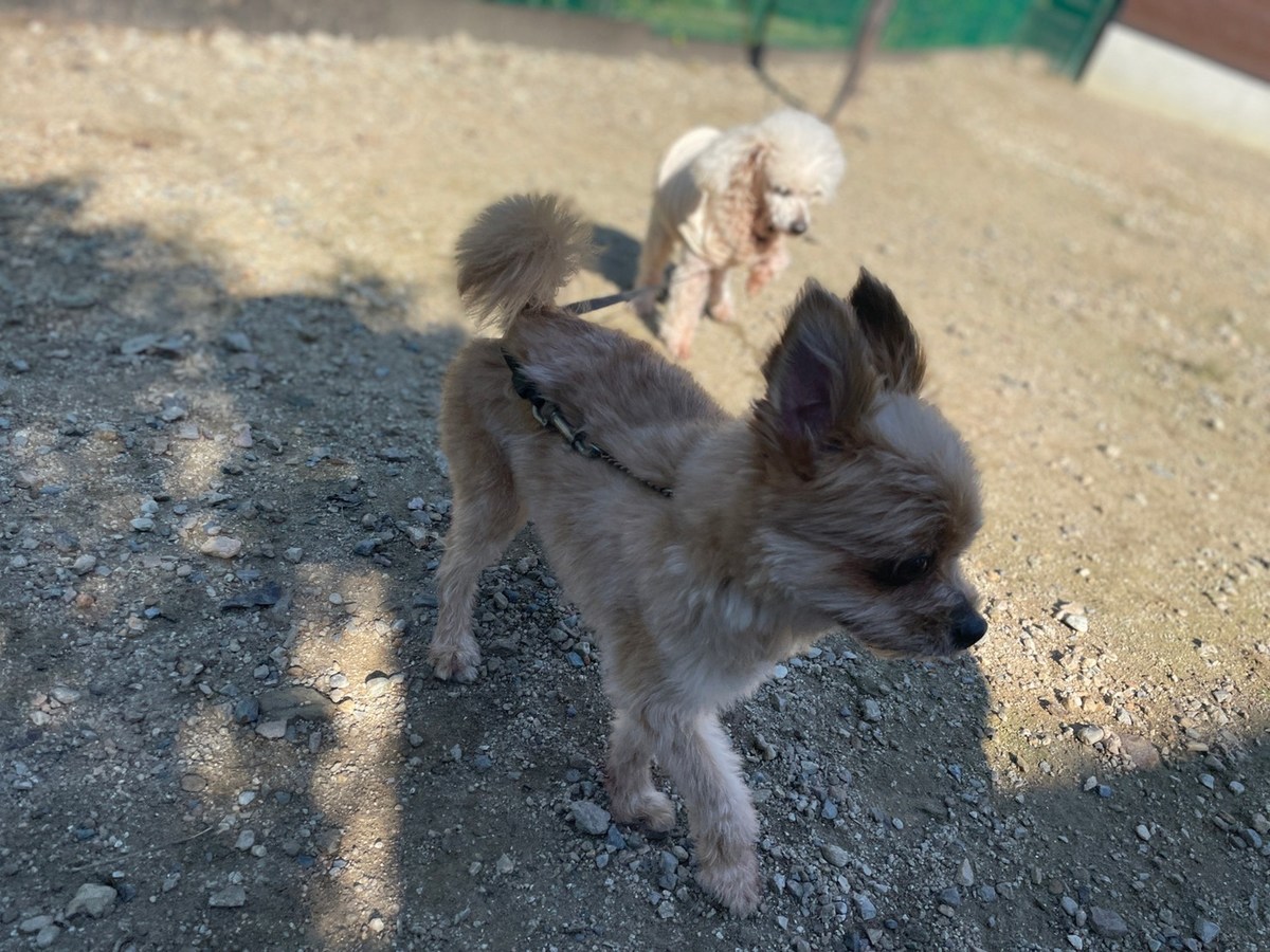 老犬ホーム大阪
