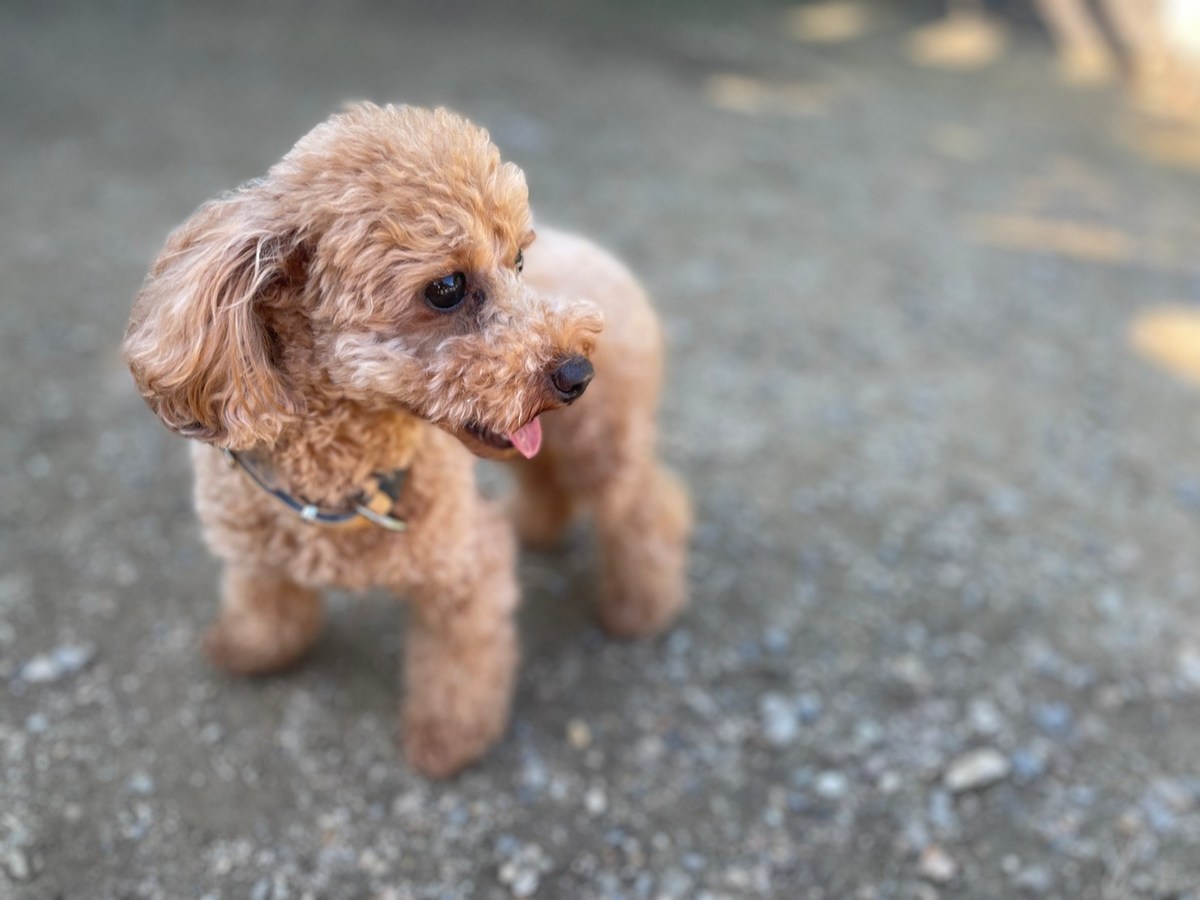 京都の老犬ホーム