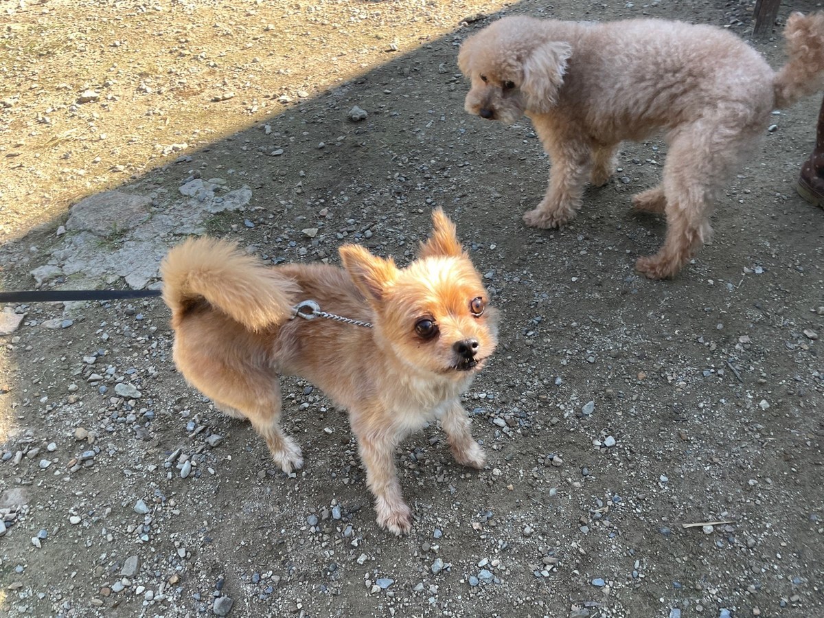 京都のドッグラン