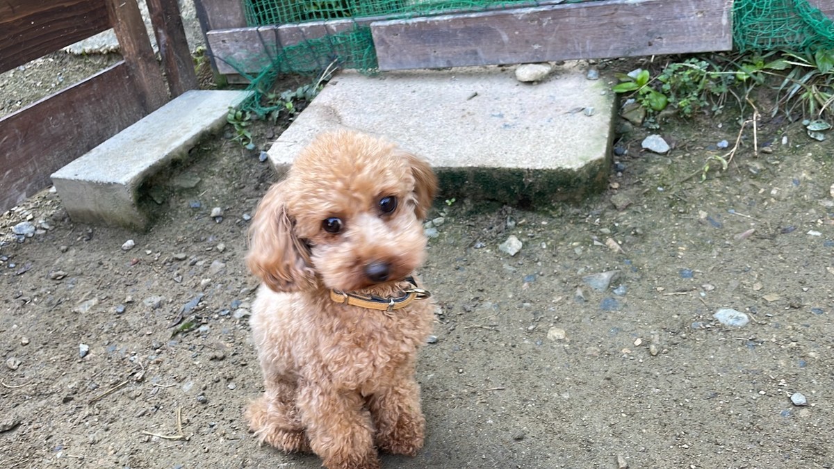 老犬ホーム大阪