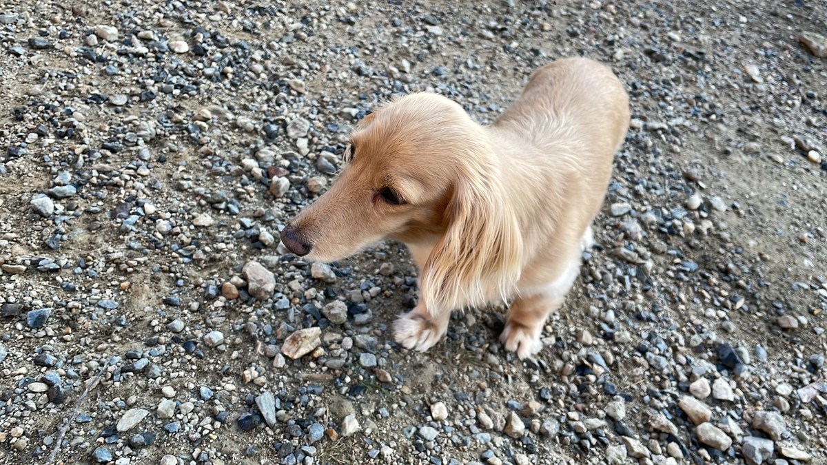 京都の老犬ホーム
