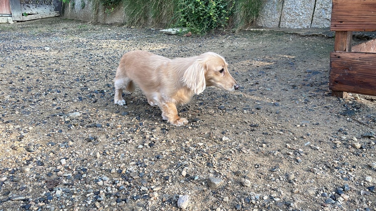 京都の老犬ホーム