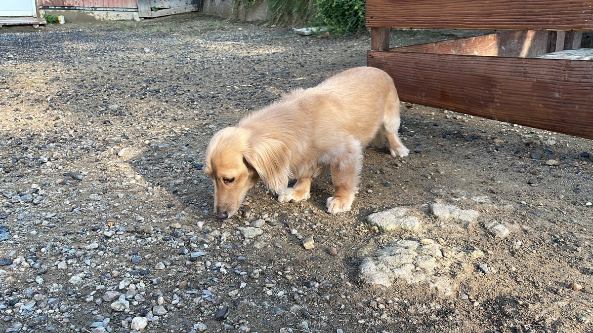大阪の老犬ホーム