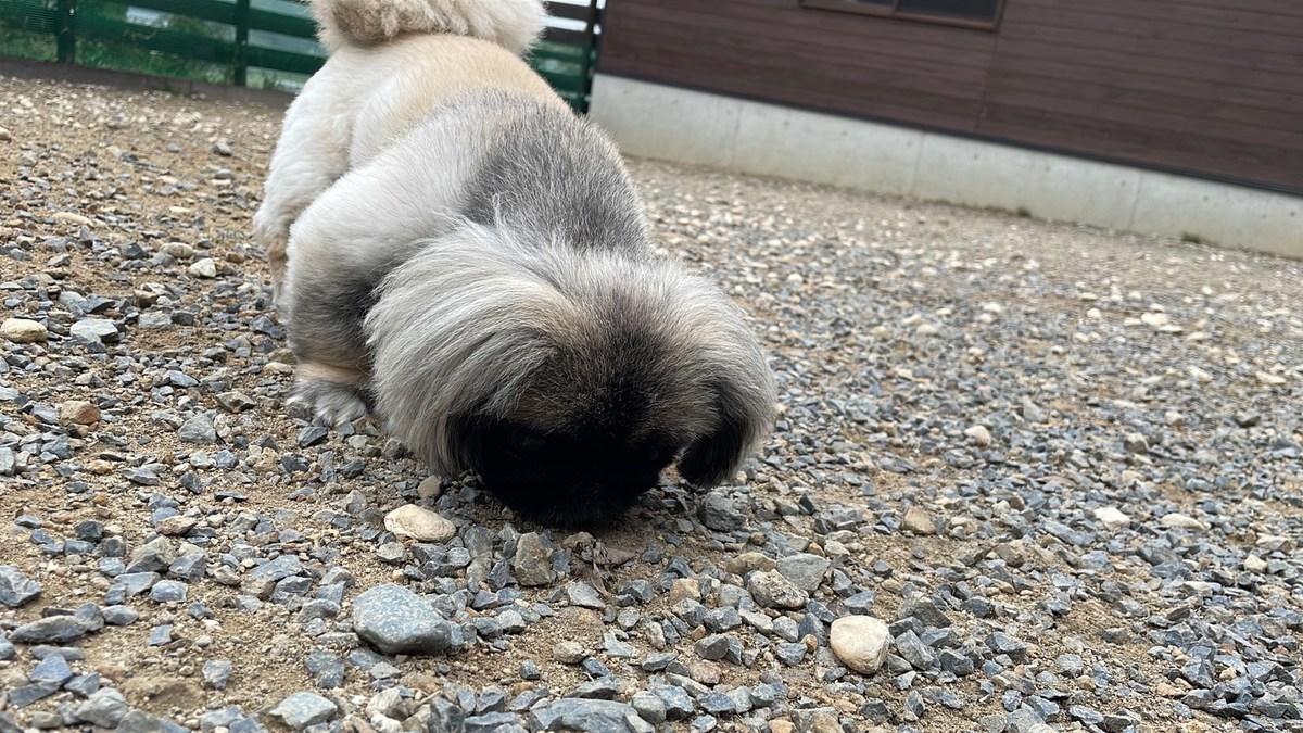 老犬ホーム大阪