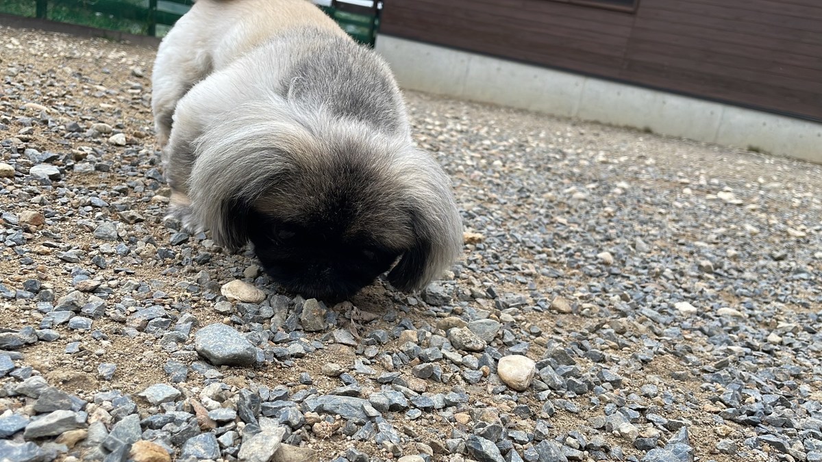 京都の老犬ホーム