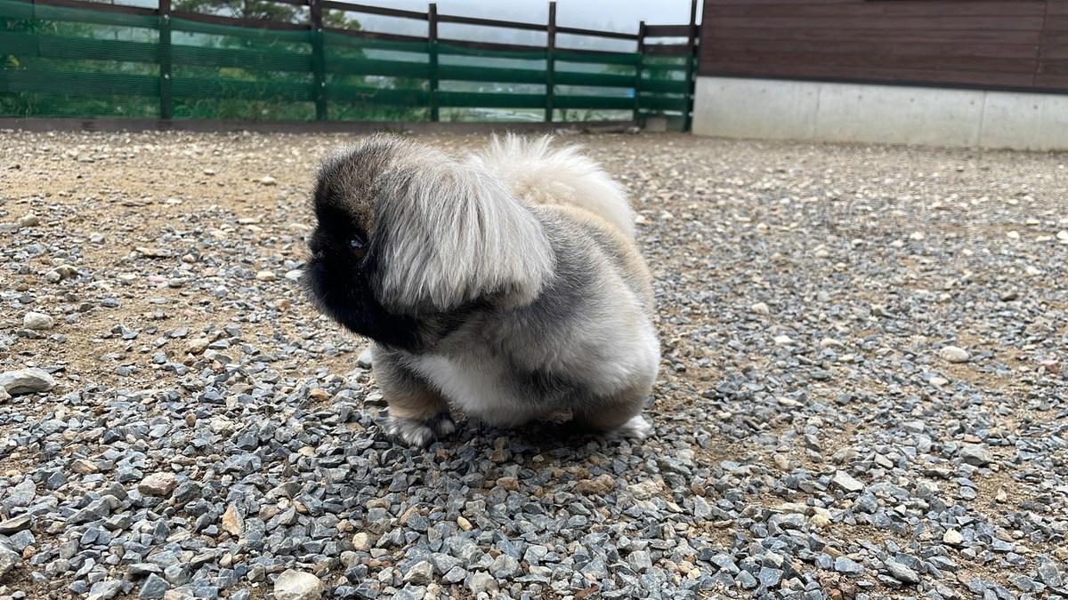 京都のドッグラン
